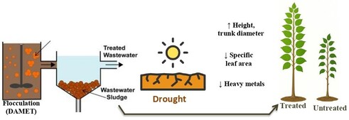 This study proposes a circular and ecological approach to transform flocculated sludge (DAMET) from wastewater treatment plants into a resource that can be used in forestry and sustainable bioenergy. It demonstrates the effectiveness of flocculated sludge in promoting the growth and resilience of Populus x canadensis under water stress conditions and in reducing the risk of metal contamination in plant biomass.