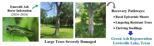 Following widespread emerald ash borer (Agrilus planipennis Fairmaire) infestation, damaged forests in North America are slowly recovering. Previous studies of recovery in North America have focused largely on the eastern United States and the Great Lakes regions. This article describes the initial phase of recovery in a suburban lake setting following an infestation that swept through a bottomland forest in north-central Texas, near the southwest edge of the green ash’s native range.