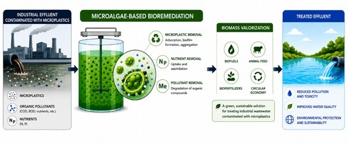 The integration of microalgae into various industrial wastewater treatment systems is an environment-friendly bioremediation strategy against both organic pollution and microplastic contamination. Following treatment, the resulting biomass offers multiple opportunities for valorization, particularly in the production of biofuels, biofertilizers, and animal feed. Their use fits perfectly within a sustainable and circular economy approach.