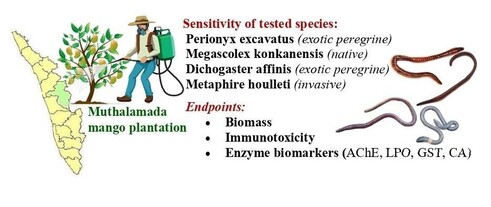 This study examined the toxic effects of pesticide exposure on four earthworm species, using biomass reduction, immunotoxicity, and enzyme biomarkers as indicators. The native species M. konkanensis appeared more sensitive to pesticide exposure than the exotic species. P. excavatus showed reduced biomass and avoidance behaviour at certain concentrations. Enzyme activity varied across species, reflecting responses to pesticide stress. The results indicate that P. excavatus, D. affinis, and M. houlleti may be suitable indicators for assessing pesticide contamination in soil ecosystems.