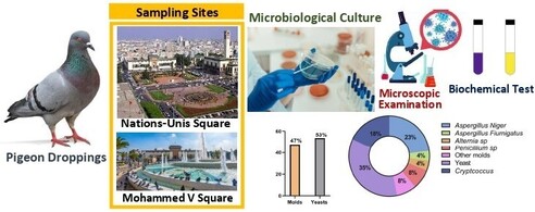 Cryptococcus sp. was detected in 20% of pigeon droppings collected in Casablanca, highlighting environmental exposure as a potential health risk for neuromeningeal cryptococcosis