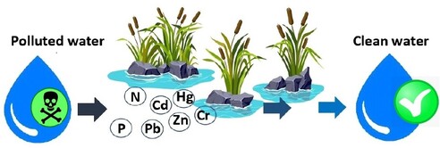 Floating wetlands as a nature-based solution can improve water quality in Nepal. Native plants on rafts absorb nutrients and heavy metals, while microbes on their roots break down pollutants. Polluted water passes through successive rafts, generating cleaner water. These systems can restore ecosystems, build climate resilience, and support Sustainable Development Goals; 3 (Good Health and Well-being), 6 (Clean Water and Sanitation), and 13 (Climate Action). Adoption in Nepal’s lakes and rivers can boost biodiversity, protect livelihoods, and promote community-led water management